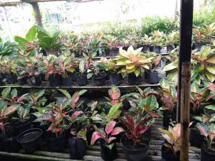 BUDIDAYA TANAMAN HIAS