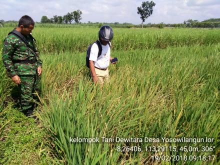 Serangan wereng coklat 