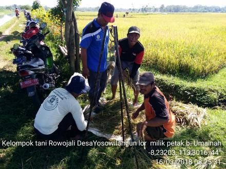 Ubinan oleh Kelompok tani Rowojali 